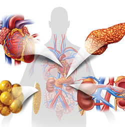 Cardio-Kidney-Metabolic Space 